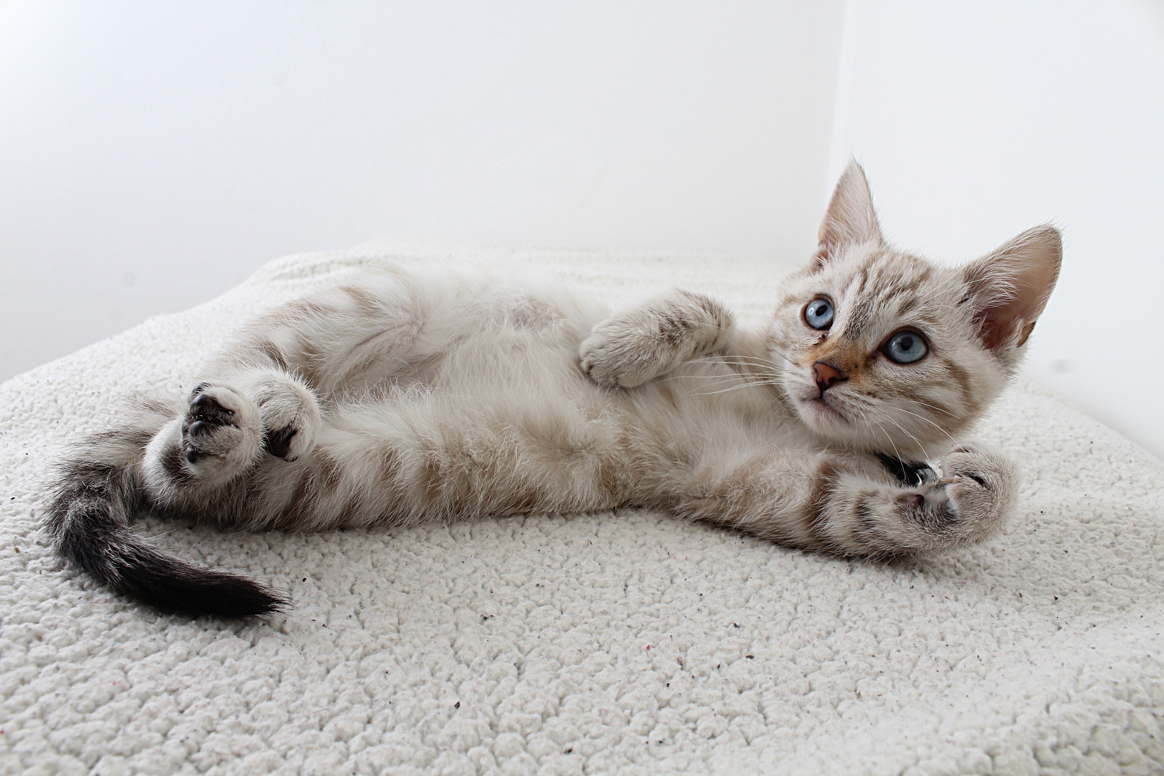 4 manieren waarop jouw kat zijn liefde uit - Design for pets