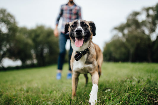 Wat maakt honden zo speciaal? Liefde!