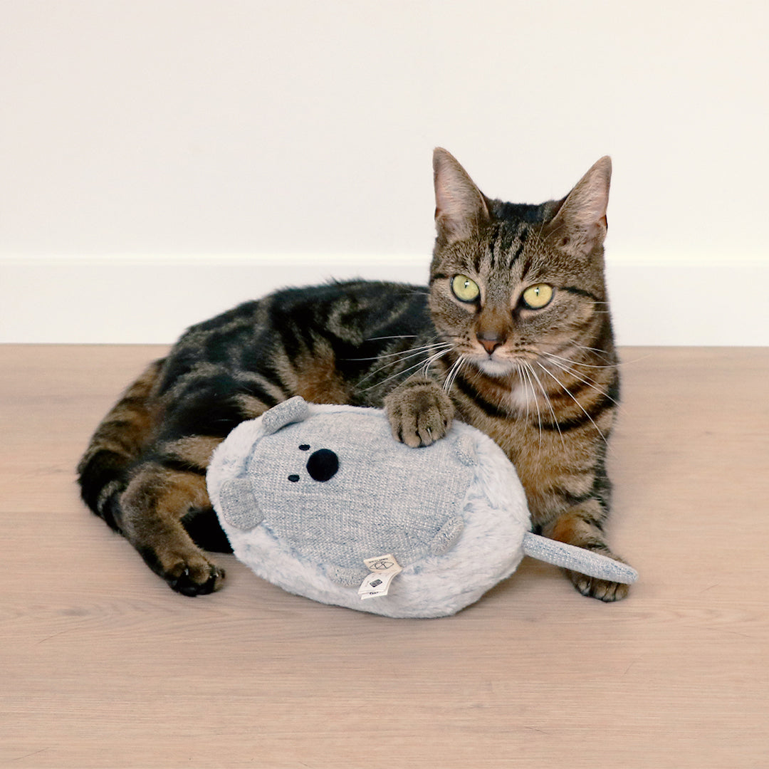 Cat kicking cushion Bowie