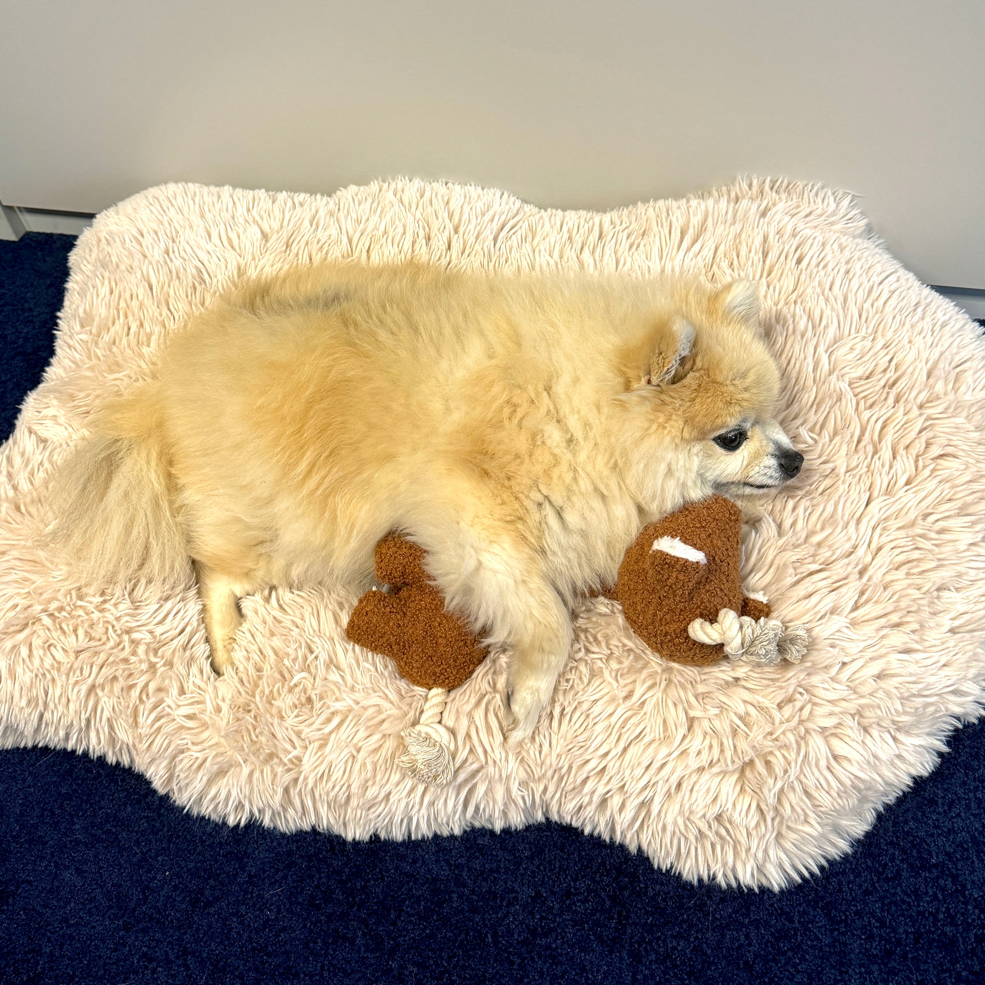 George hondenspeeltje