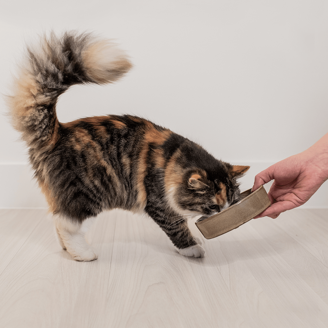 Jasper kom kat Kommen & schaaltjes D&D Home