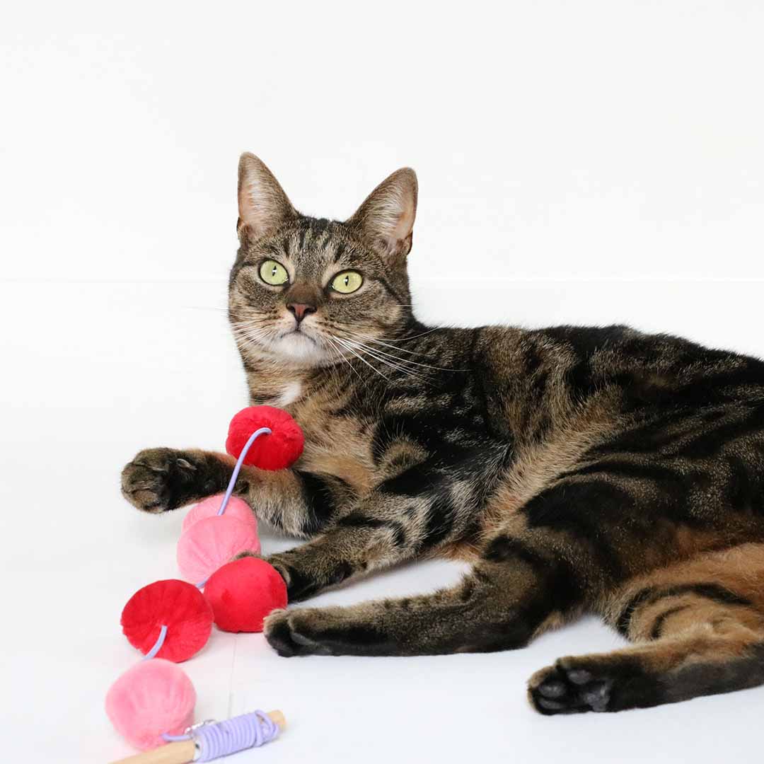 Kattenhengel JOLLY JUMPER Kattenspeelgoed Coockoo
