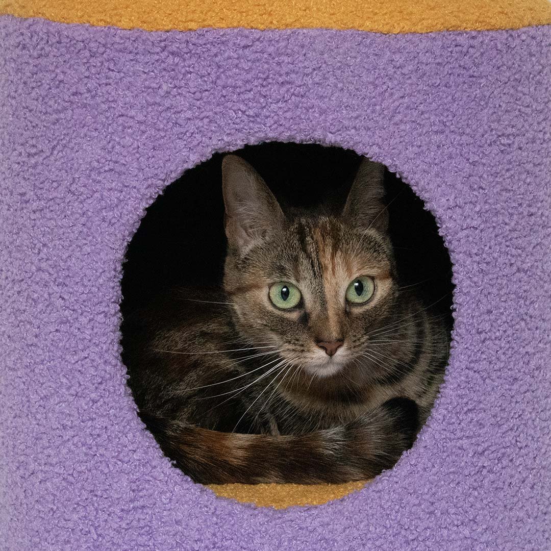 Kattenhuisje HAPPY HOUSE Kattenhuisjes Coockoo
