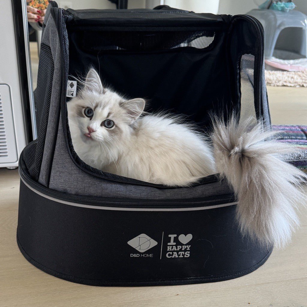 PHOEBE - Transporttas transporttas D&D Home - I LOVE Happy Cats