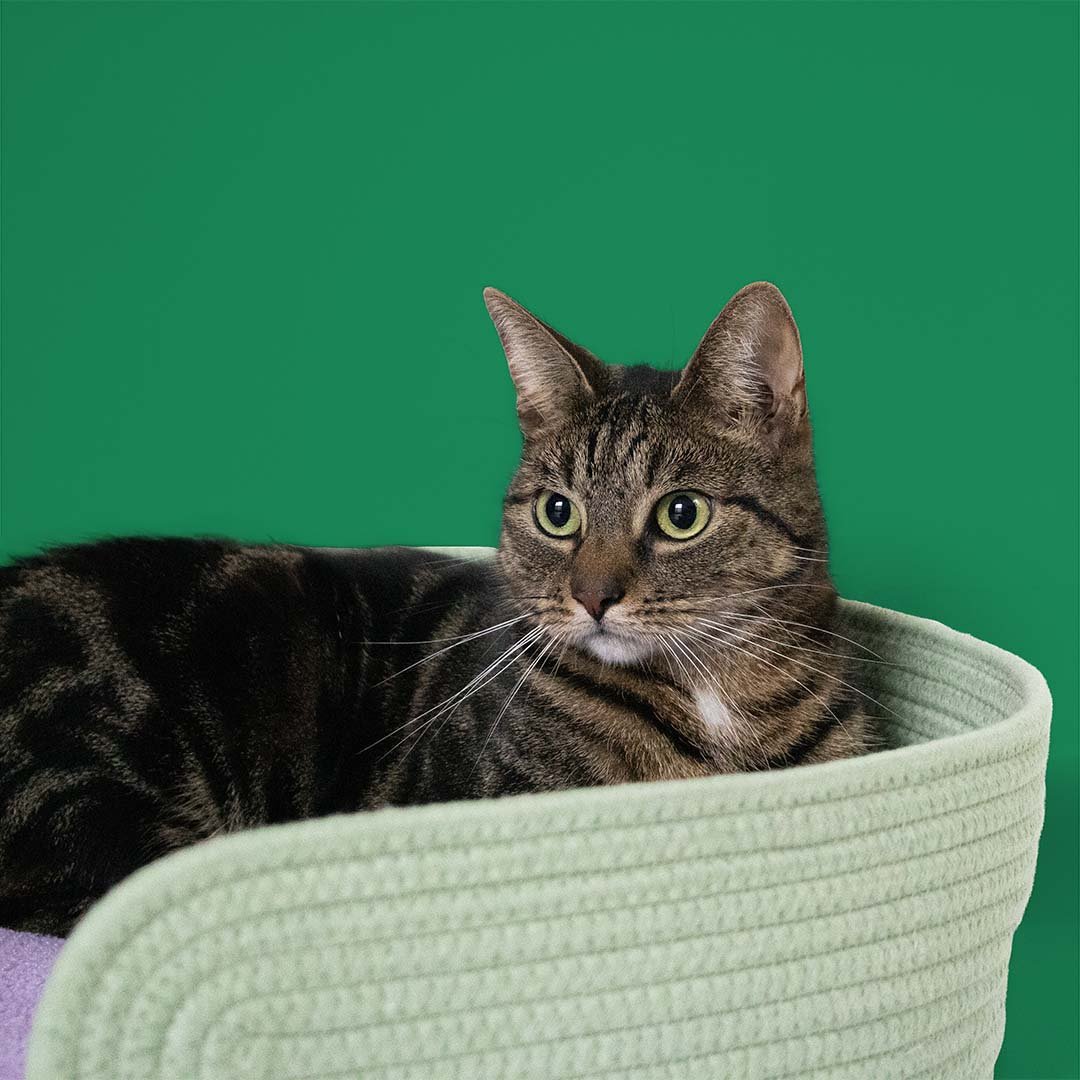 XL kattenmand LAZY LOUNGE Kattenmanden Coockoo
