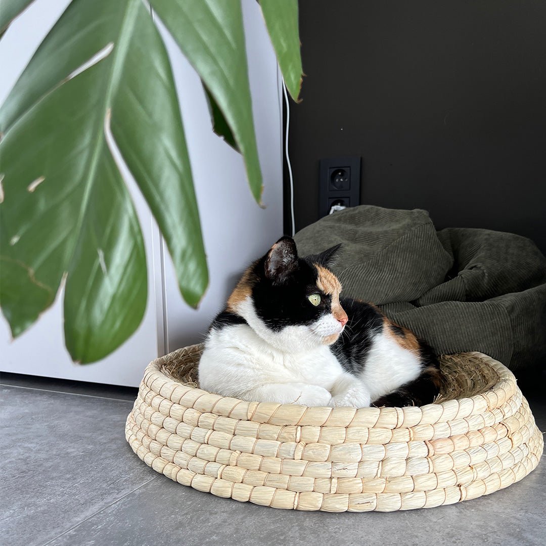 Siesta mand Kattenmanden Siesta