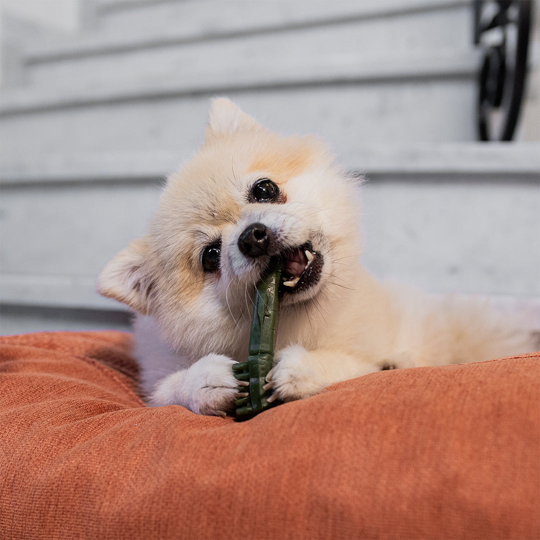 Tips voor het herkennen en voorkomen van gebitsproblemen bij je hond of kat.