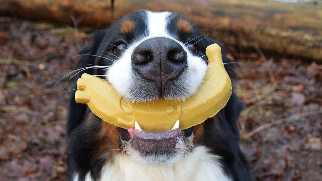 Zo kan je zien of je hond écht gelukkig is.