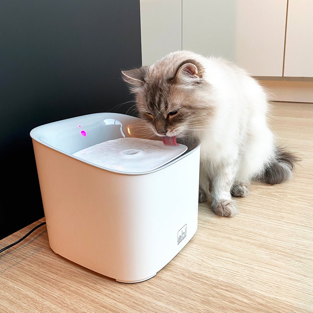 Tips om jouw huisdier af te koelen tijdens de zomer - Design for pets