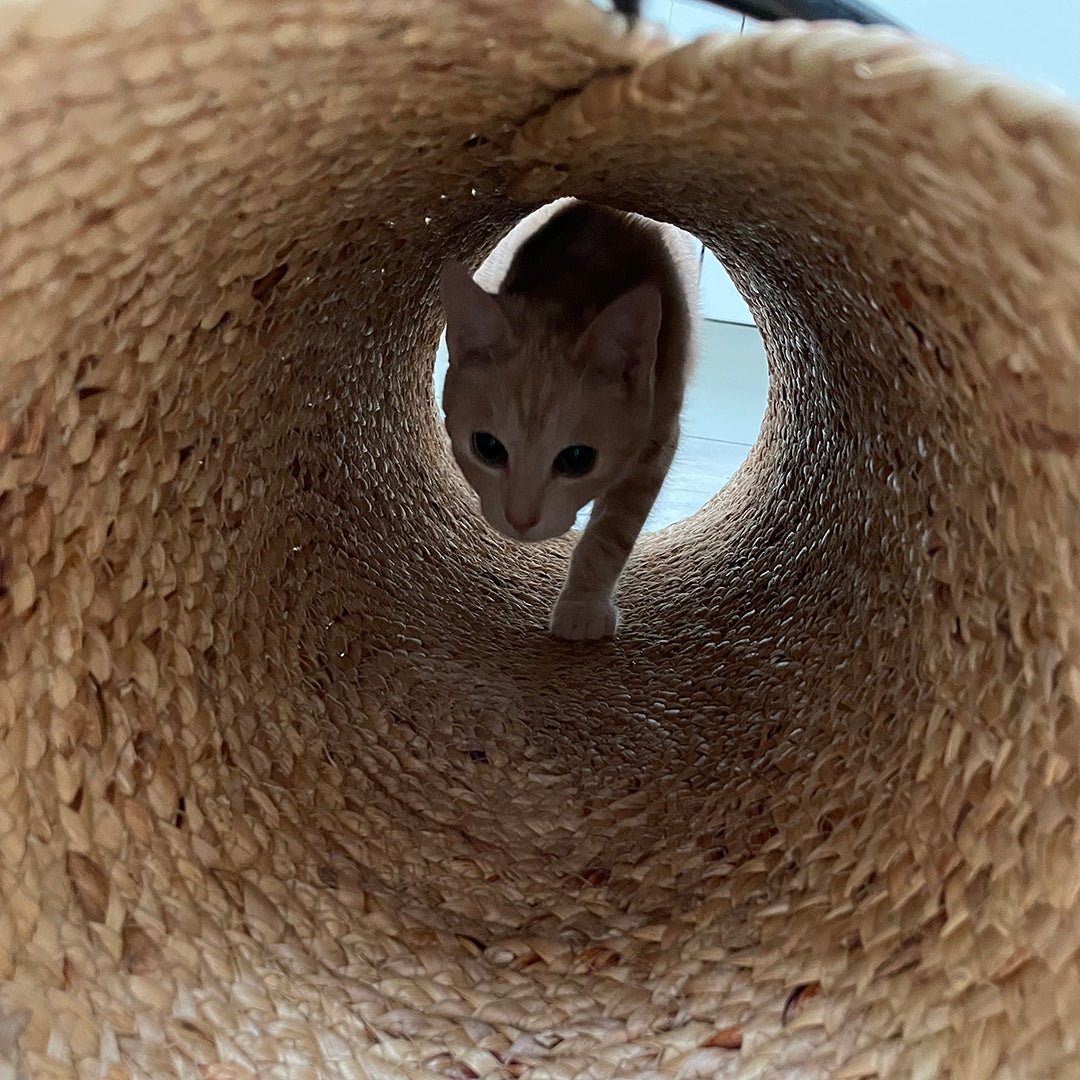 Reina katten speeltunnel