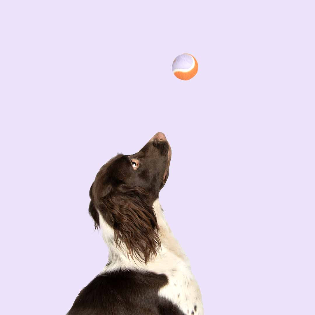 Tennisballen LET'S PLAY