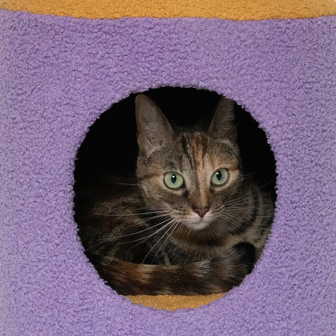 Kattenhuisje HAPPY HOUSE