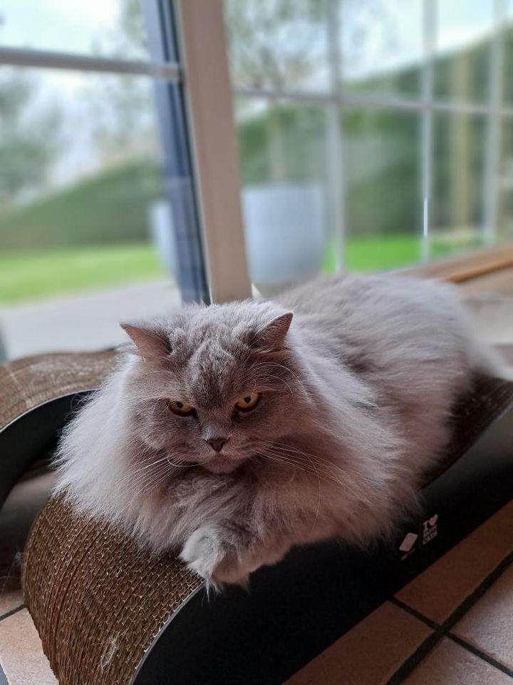 ARCHIE - Krabplanken Krabplanken D&D Home - I LOVE Happy Cats