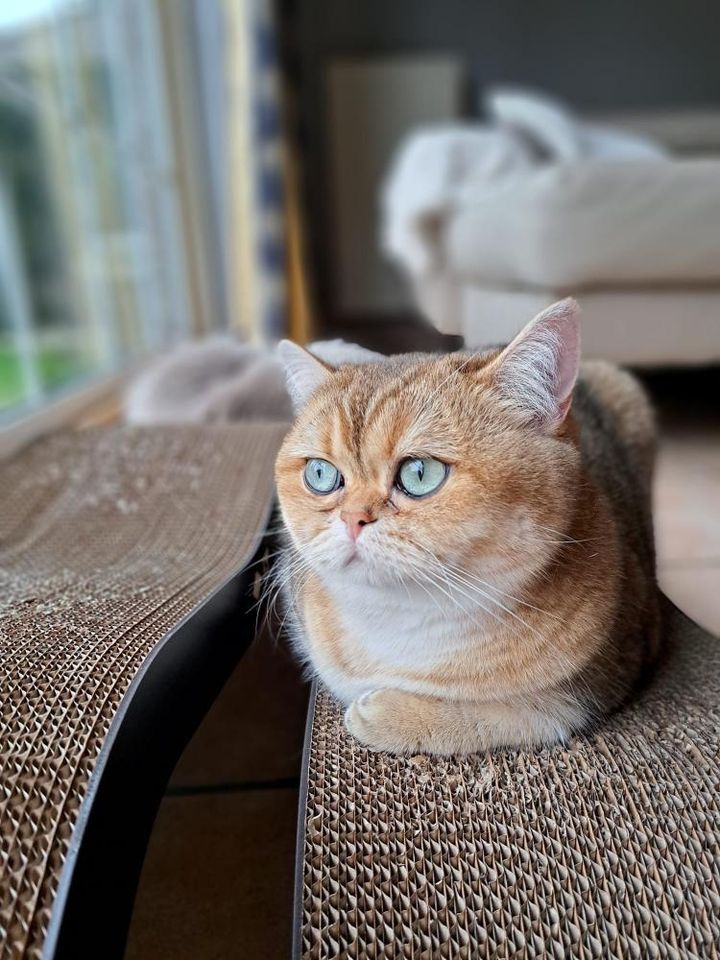 ARCHIE - Krabplanken Krabplanken D&D Home - I LOVE Happy Cats