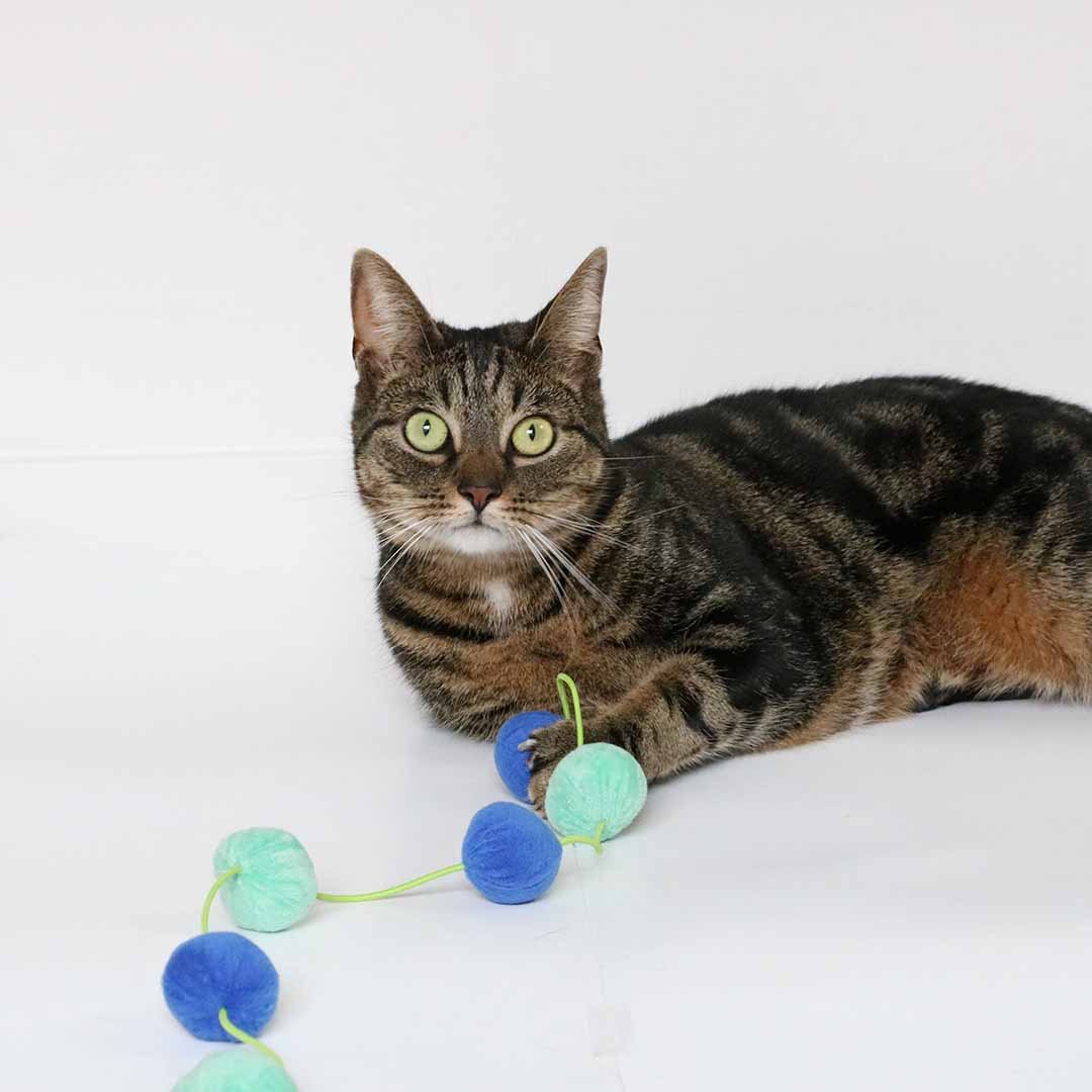 Kattenhengel JOLLY JUMPER Kattenspeelgoed Coockoo
