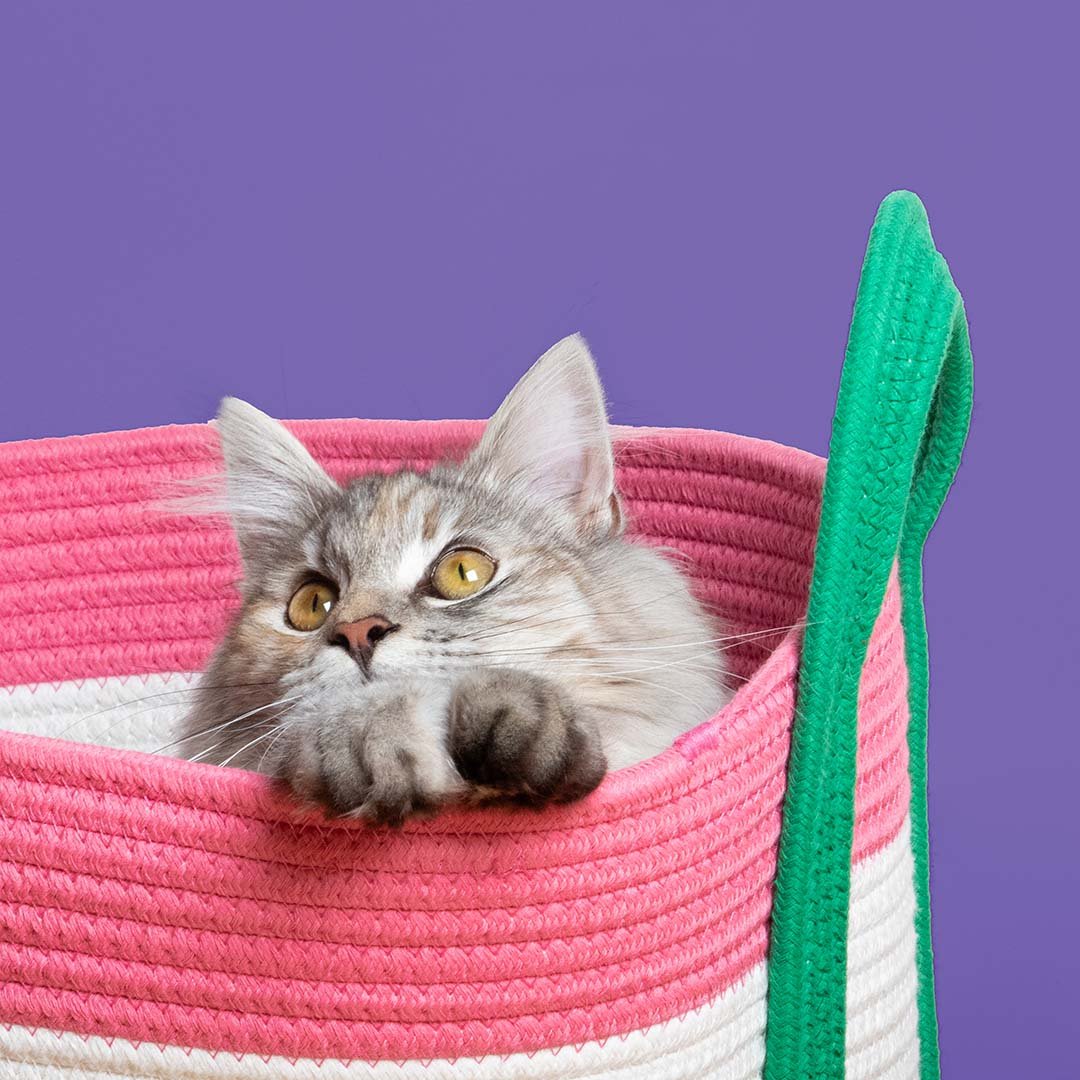 Kattenmand Binge Kattenmanden Coockoo