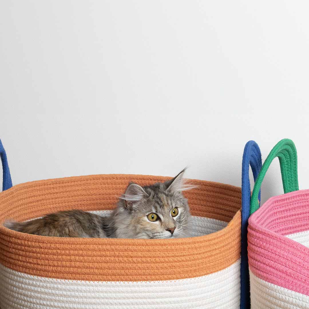 Kattenmand Binge Kattenmanden Coockoo