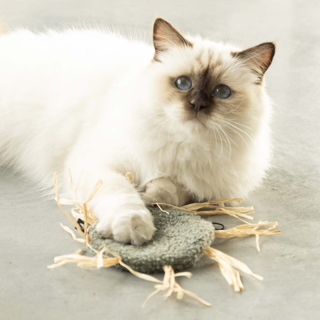 Kattenspeeltje MILLY Kattenspeelgoed D&D Home - I LOVE Happy Cats