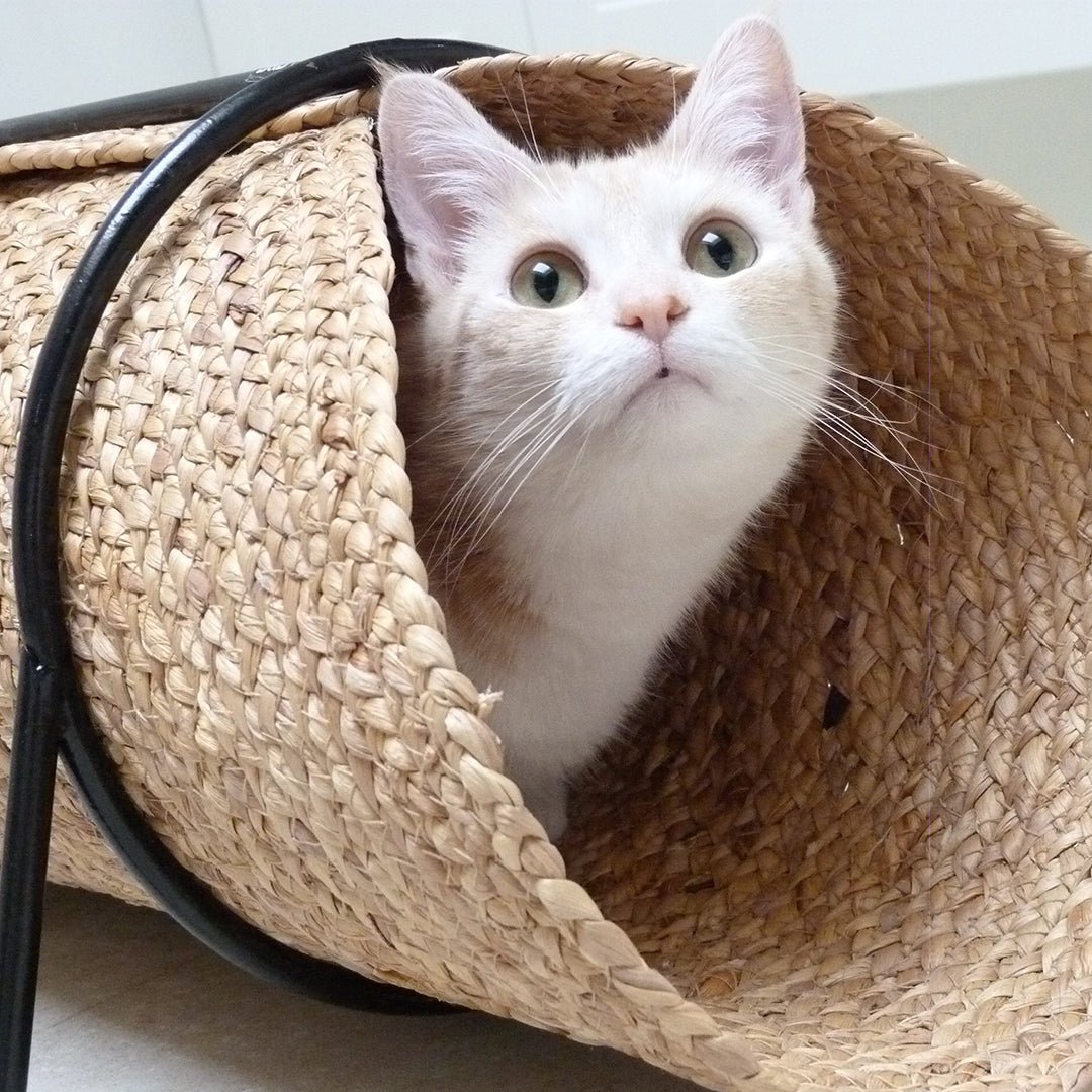 Reina katten speeltunnel Tunnel Design for pets