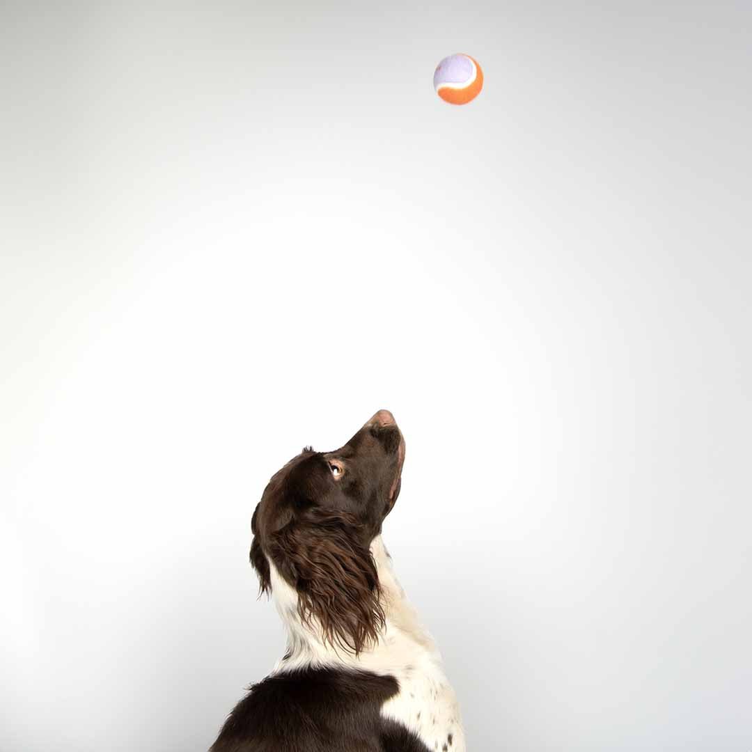 Tennisballen LET'S PLAY Hondenspeelgoed Coockoo