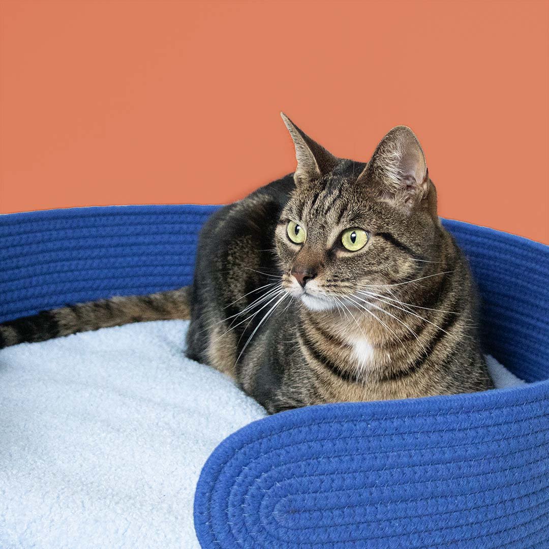 XL kattenmand LAZY LOUNGE Kattenmanden Coockoo