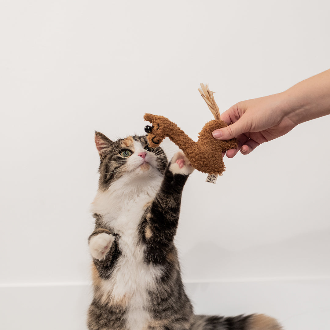 Loki kattenspeeltje
