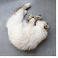 i-love-happy-cats-buidel
