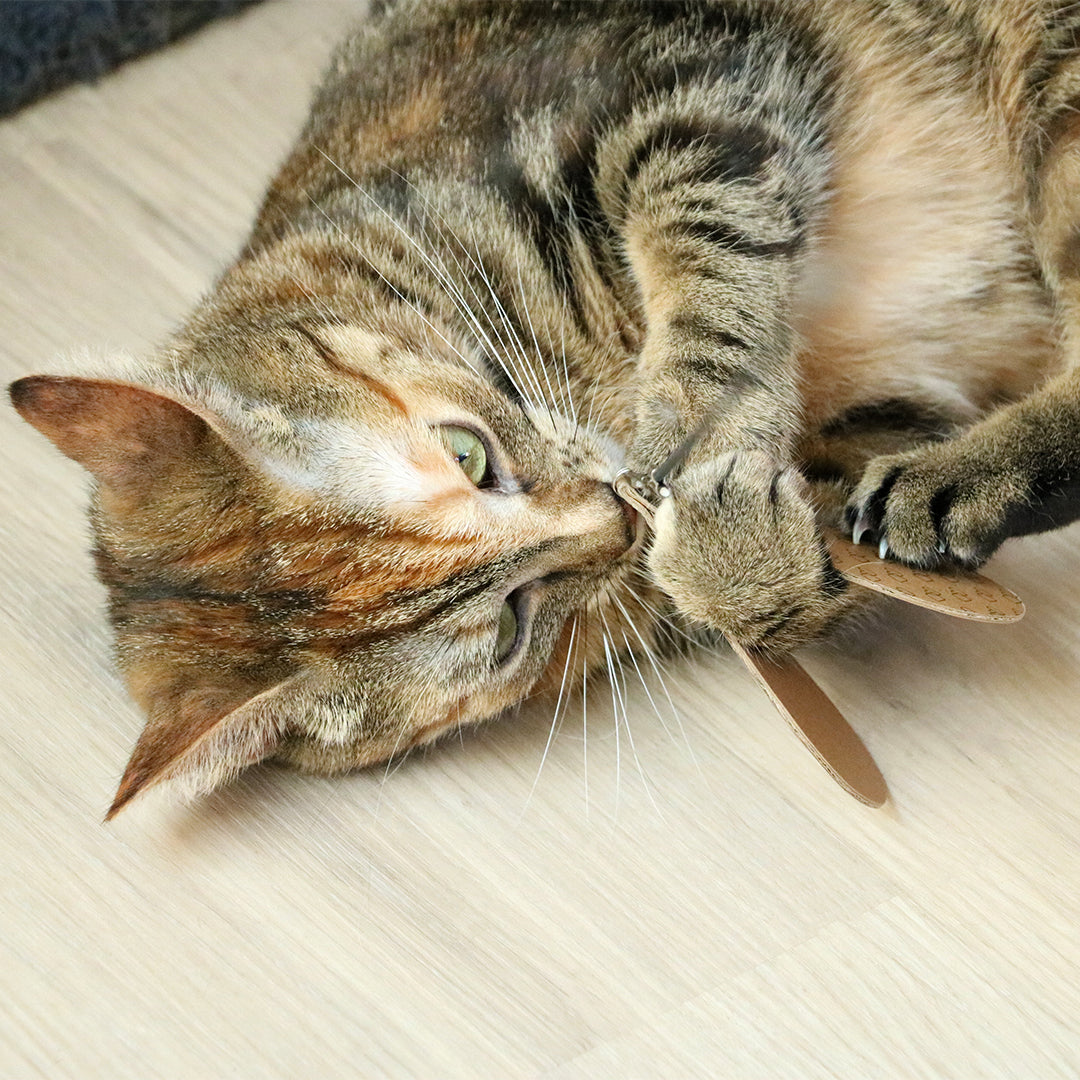 CONNOR_Navulset_prooi