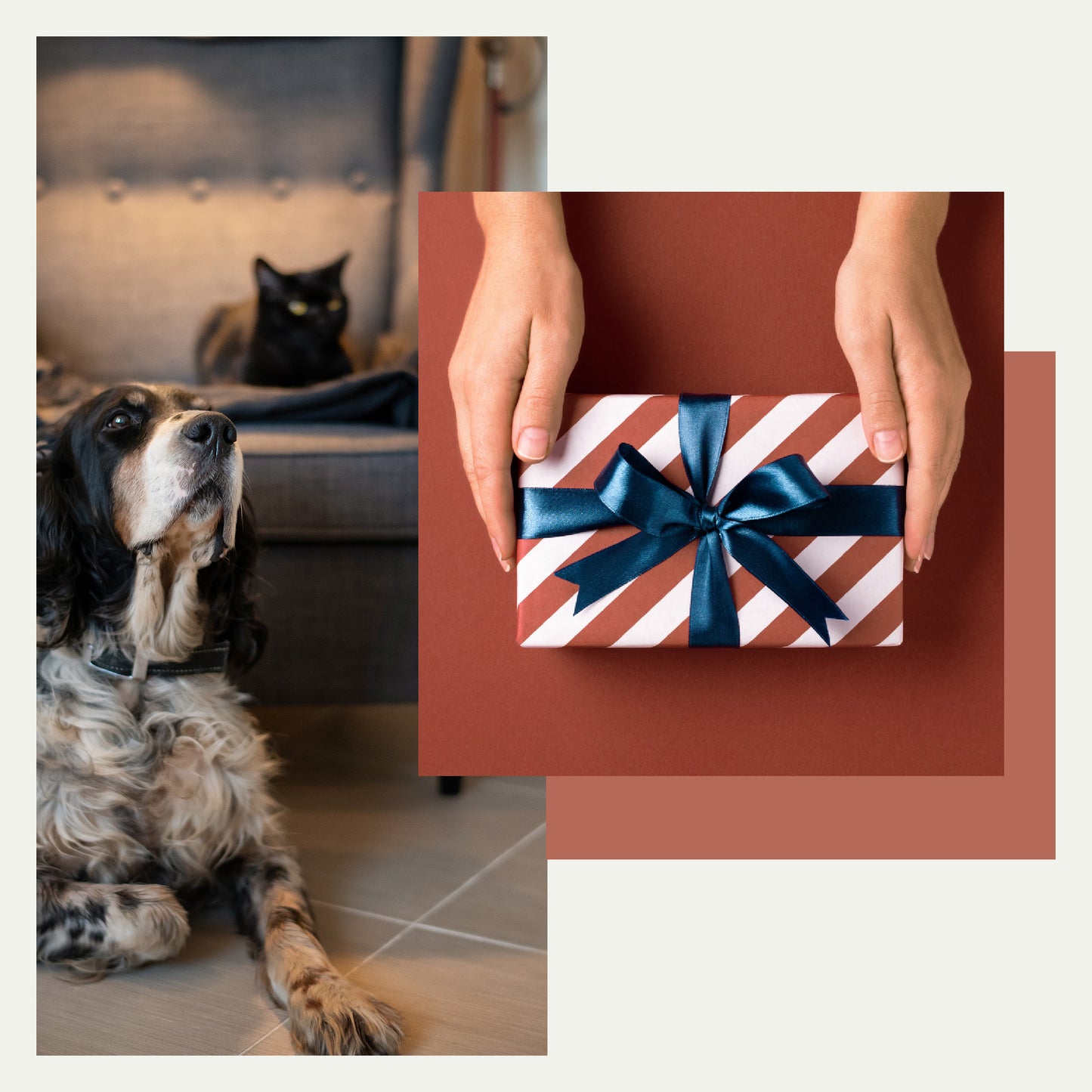 Design for pets cadeaubon