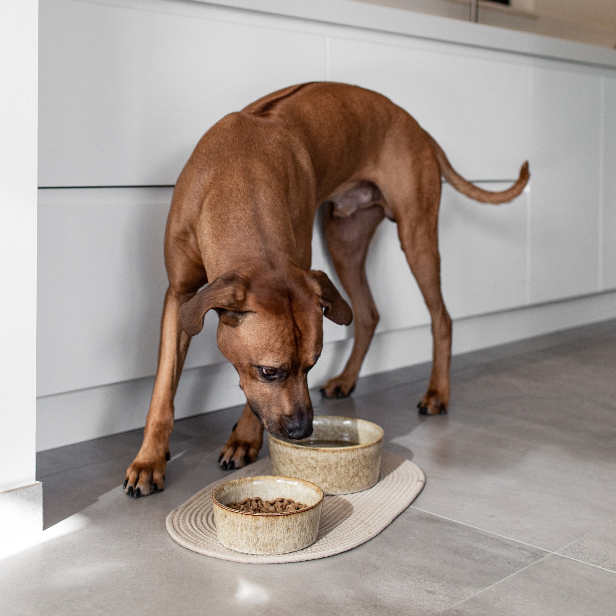 Jasper kom hond - bruin Kommen & schaaltjes D&D Home
