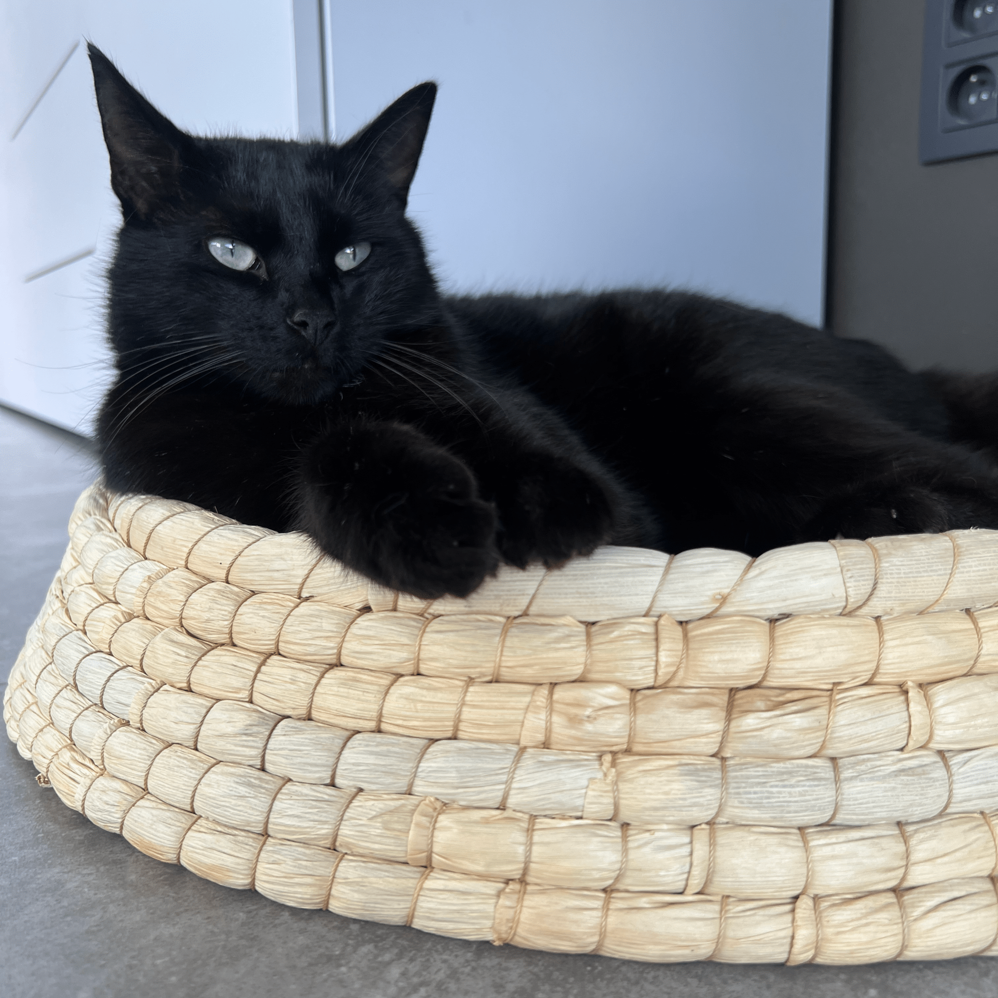 Siesta mand Kattenmanden Siesta